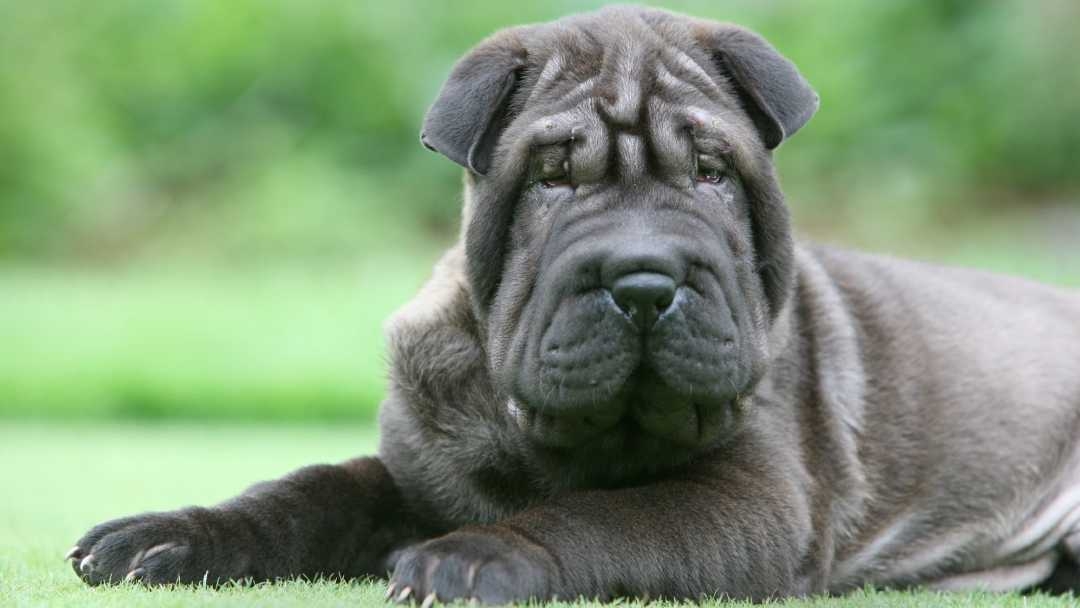 Shar Pei Puppy laying on grass 