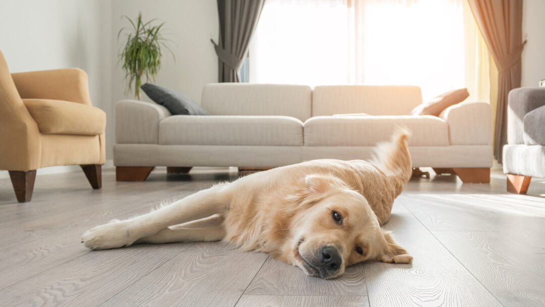 Dog laying on floor