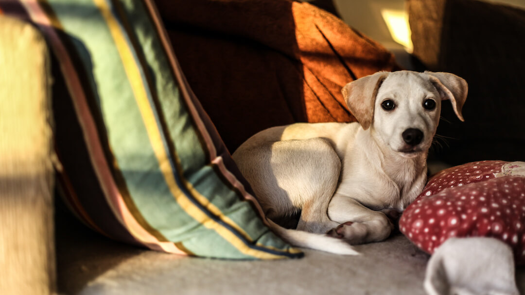 Learn More About Panic Attacks in Dogs | Purina Learn More About Panic Attacks In Dogs | Purina