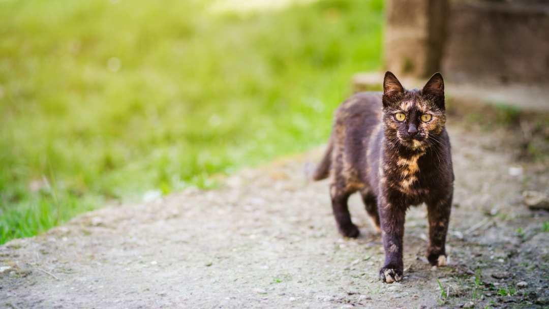 chimera cat standing outside