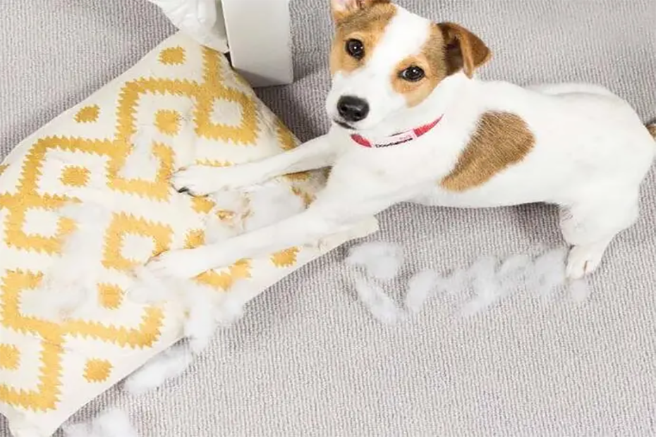 Terrier lying on cushion with filling ripped out