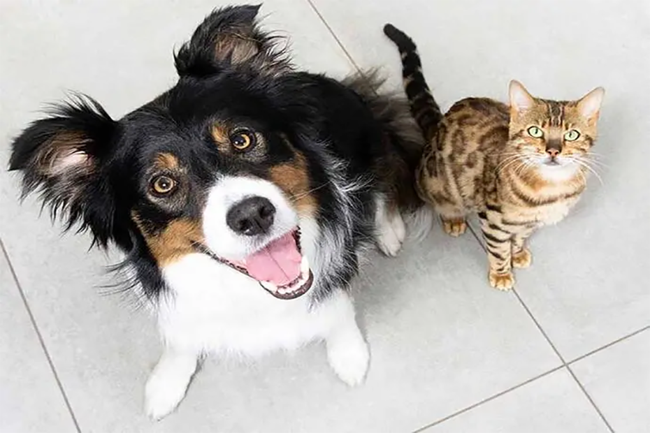 Collie and tabby cat