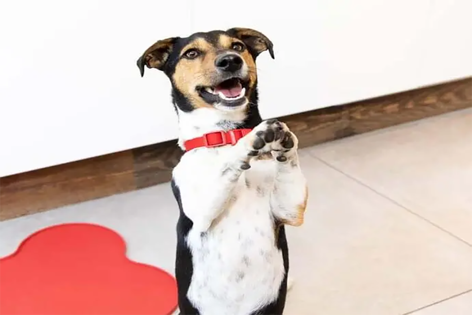 Terrier on hind legs