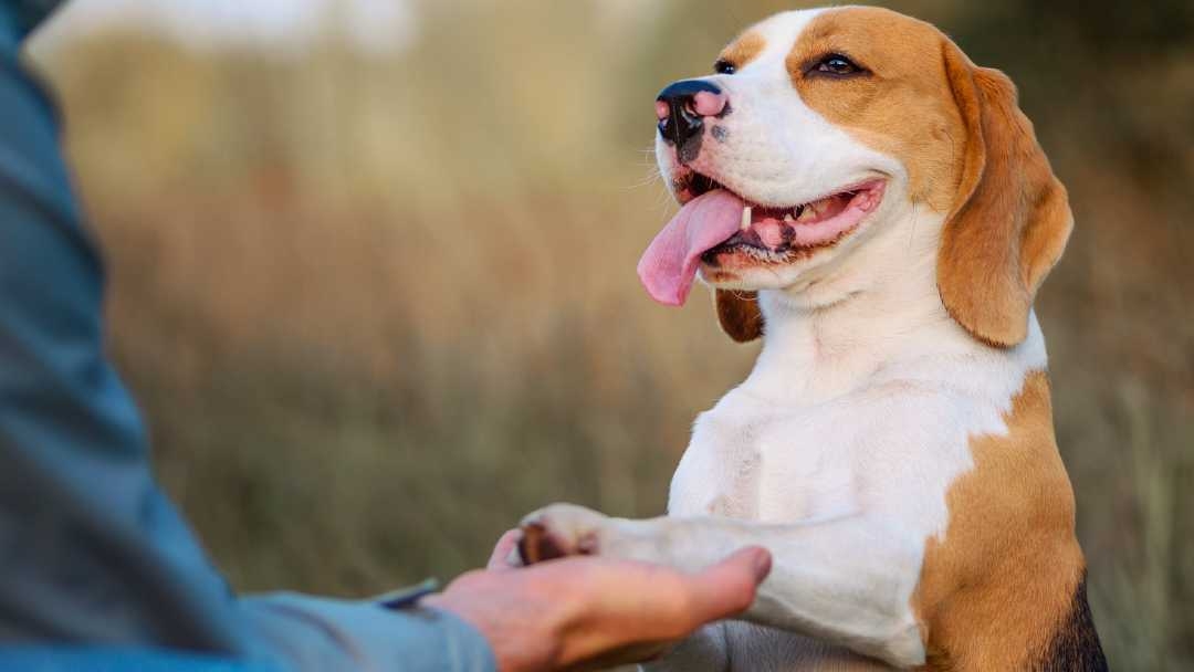 Puppy and owner hand holding outdoors 