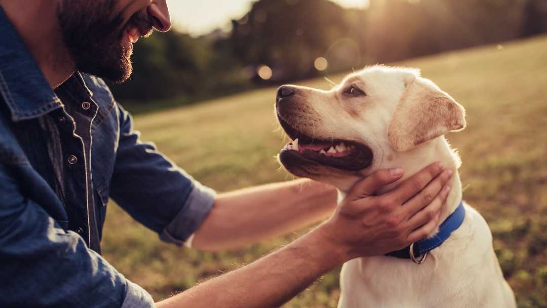 Owner holding dog in a park