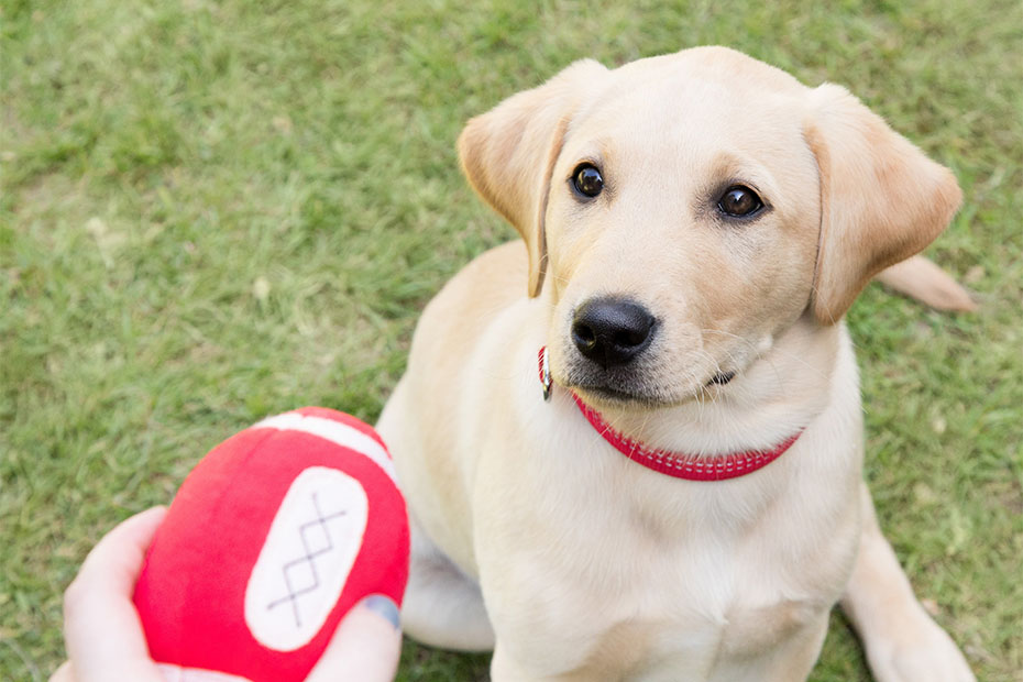 Labrador puppy looking at a red ball