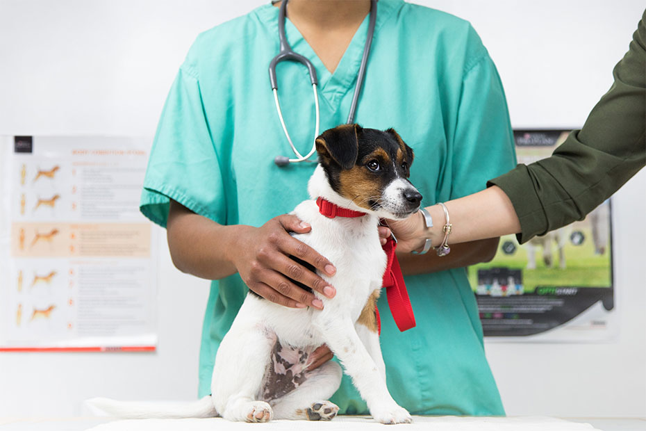 Puppy with a vet