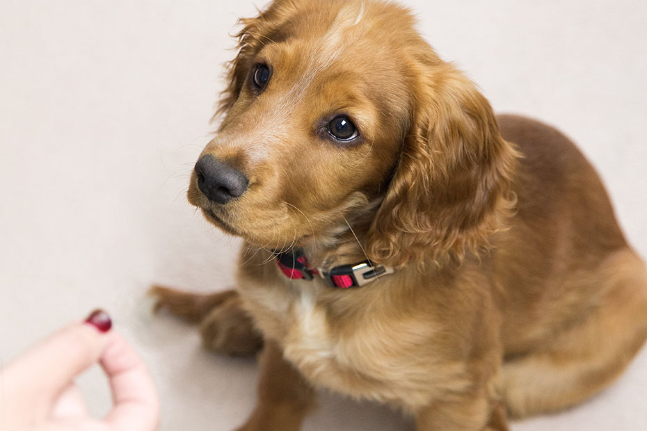 Puppy doing training