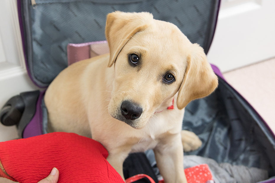 Puppy sat in a suitcase whilst owner packs