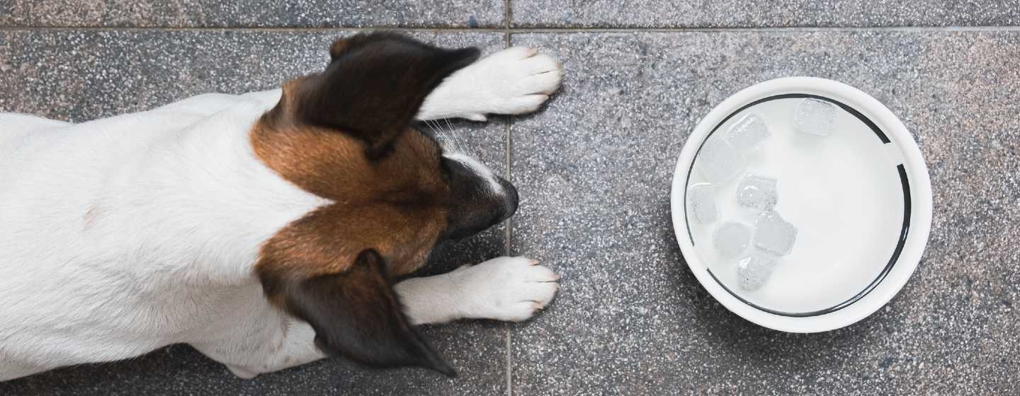 Drinking from Public Water Bowls Can Be Dangerous for Dogs