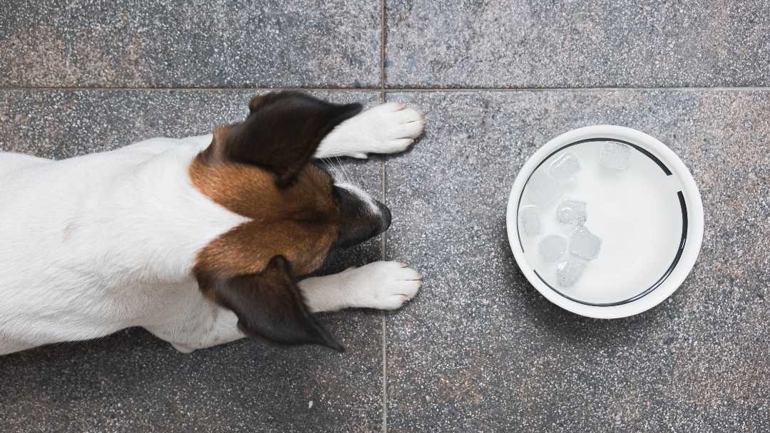 jack russel looking at bowl of ice