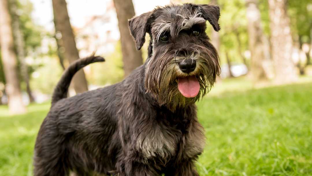 Cute Dogs With Mustaches