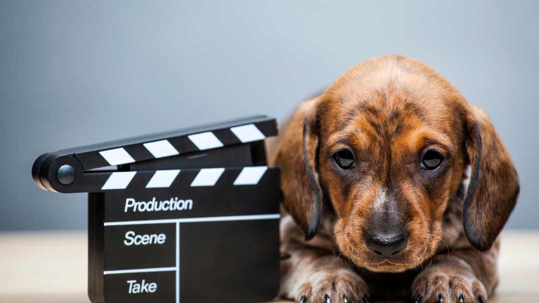 puppy laying next to production board