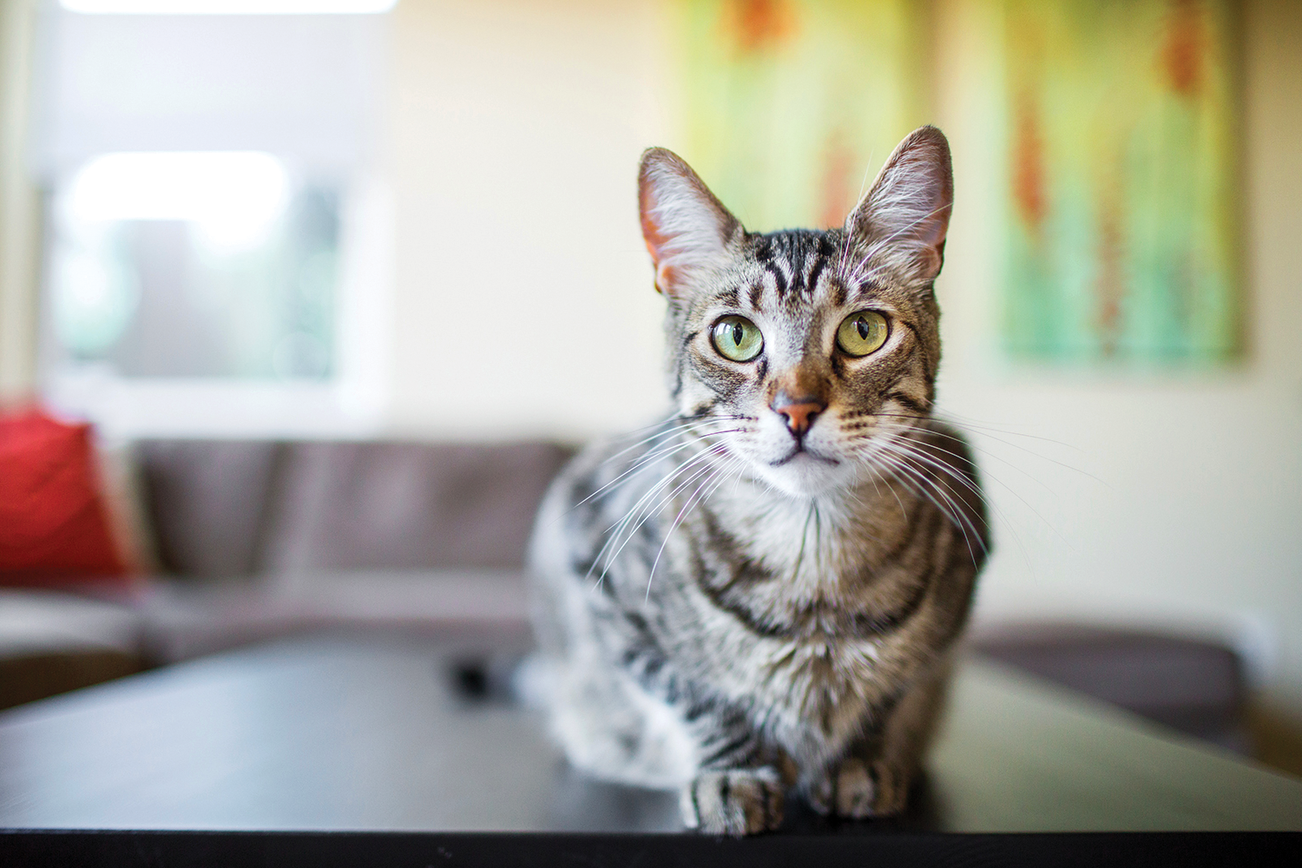 A cat lying on a coffee table in a living room