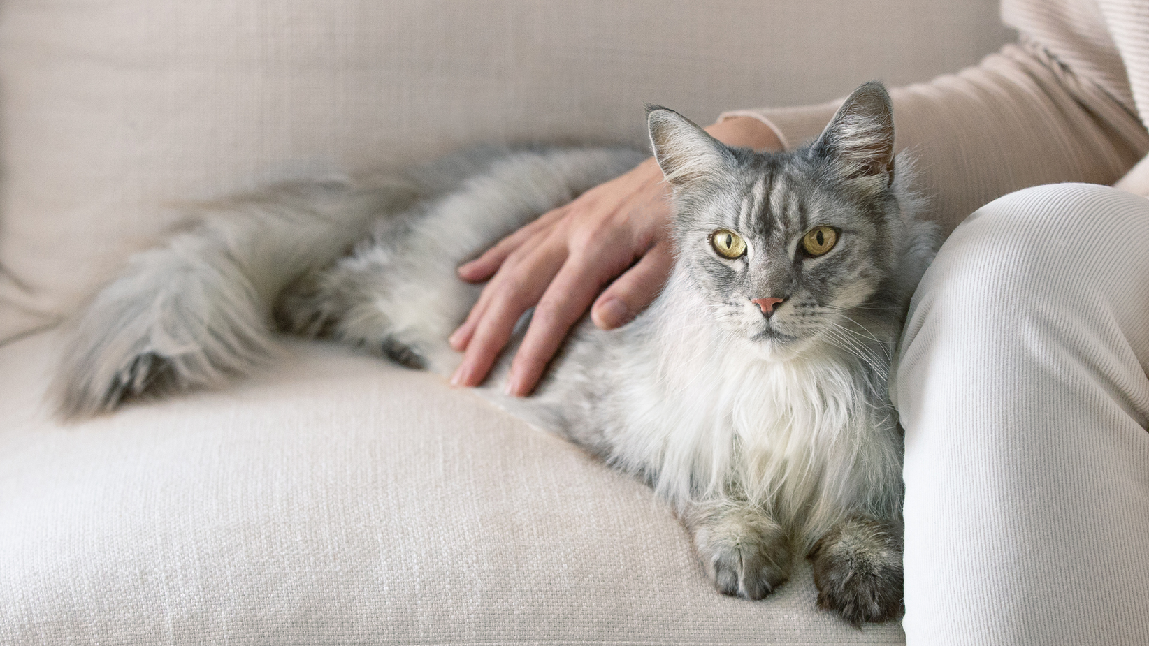 A long haired grey cat lying on a sofa with it's owners hand on it's back