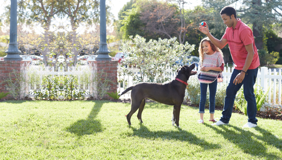 A dog staring up at a coloured ball in a being held in the hand of a man in a garden