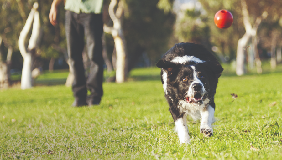Border Collie chasing a red ball over a grassy area