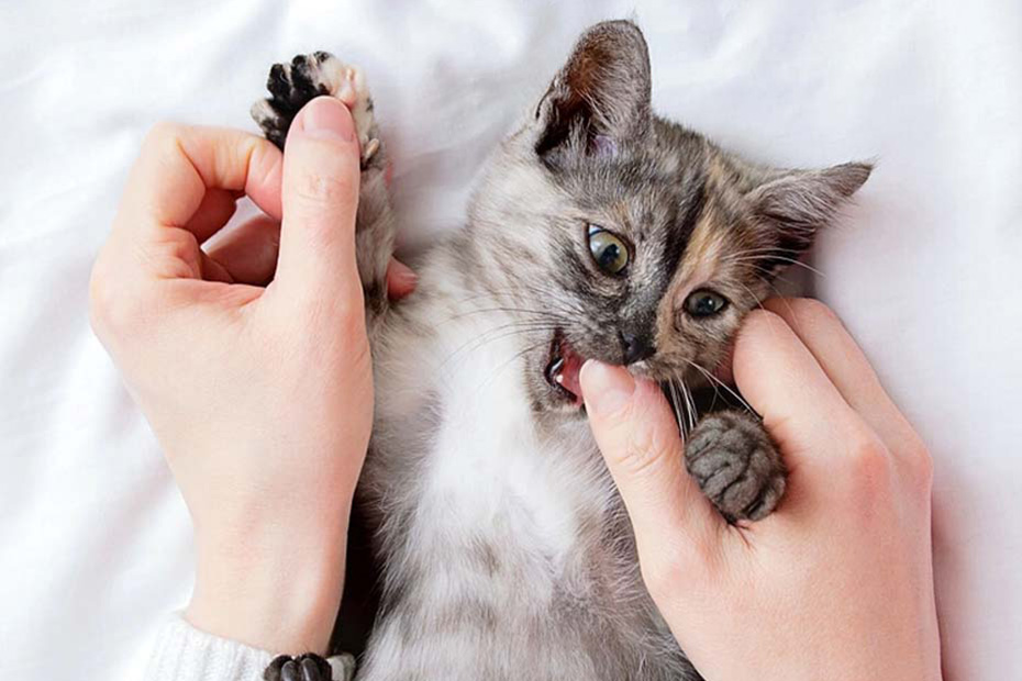 cat biting finger