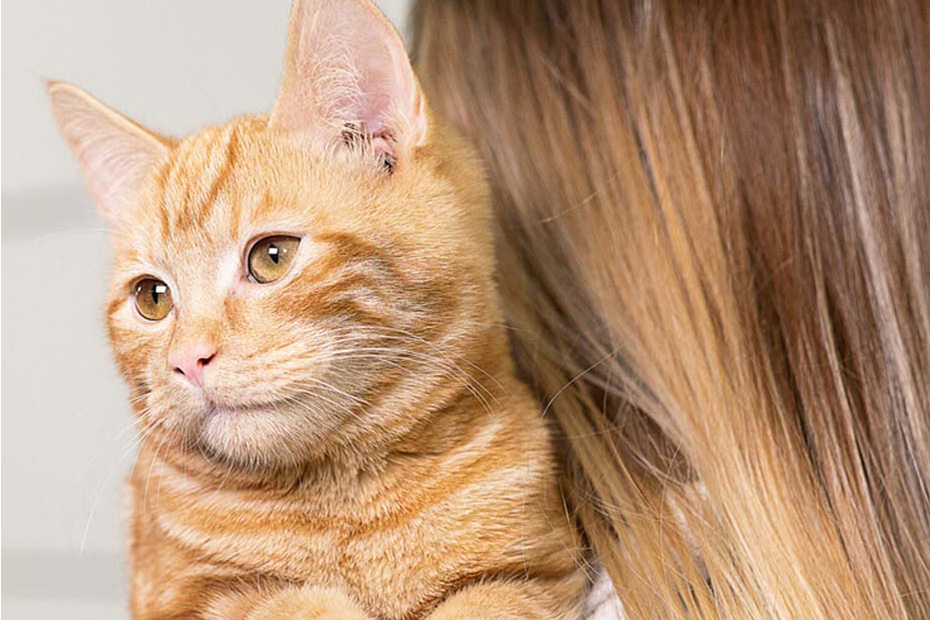 cat on owner's shoulder