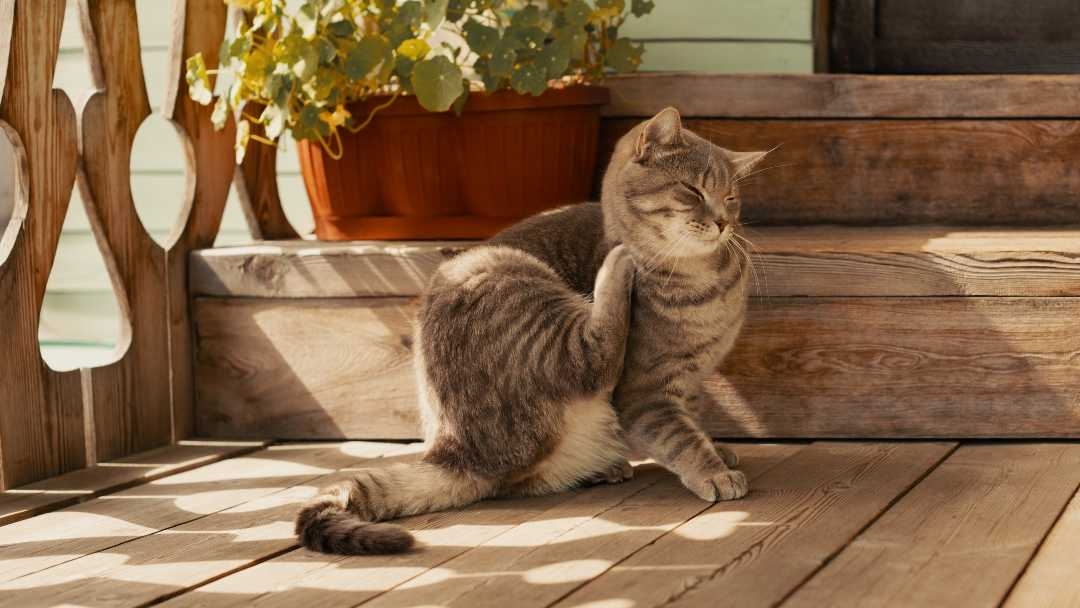 Cat scratching neck