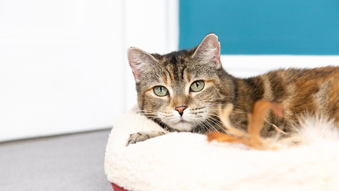 Tabby cat lying on a cat bed