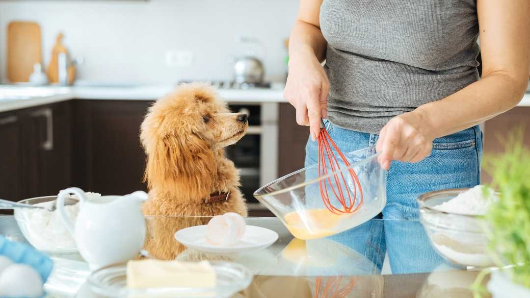 Dog watching woman baking