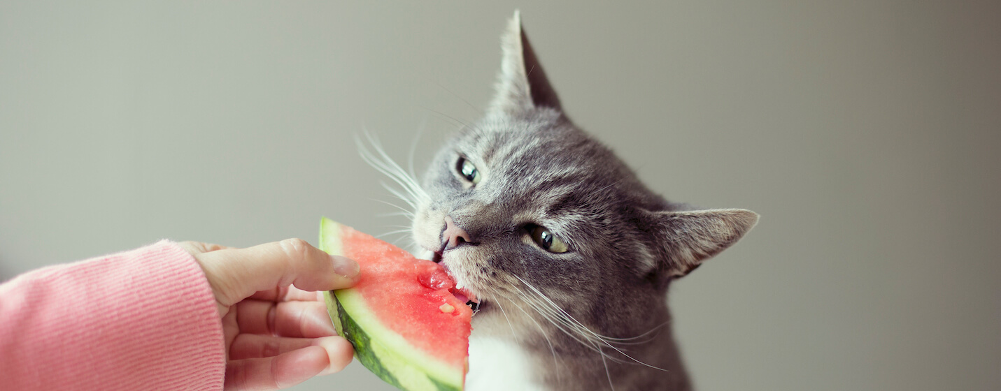 Cat eating watermelon - hero
