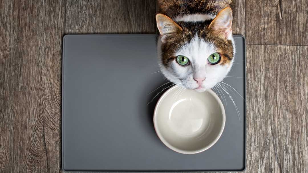 Cat looking up from empty bowl
