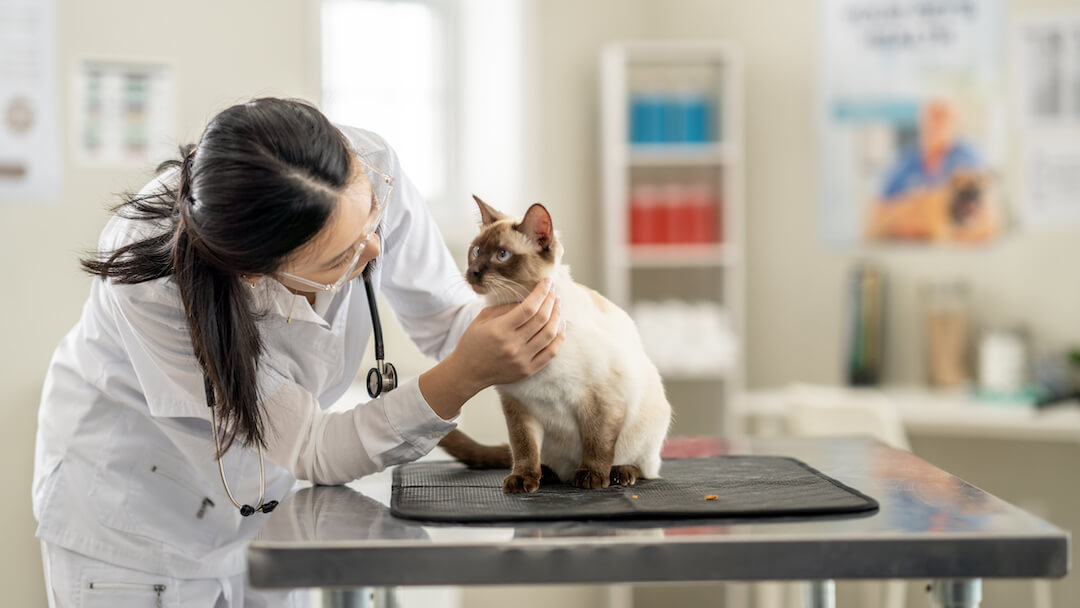 Vet checking cat