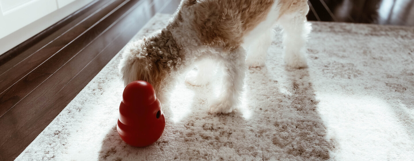 8 Enrichment Toys for Dogs