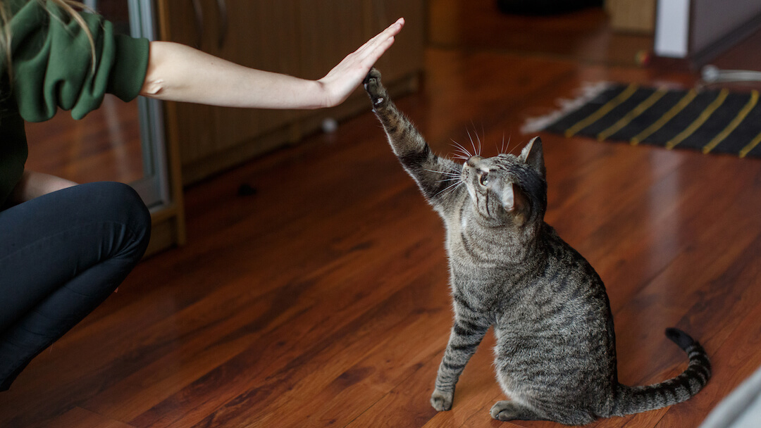 Woman and cat high five