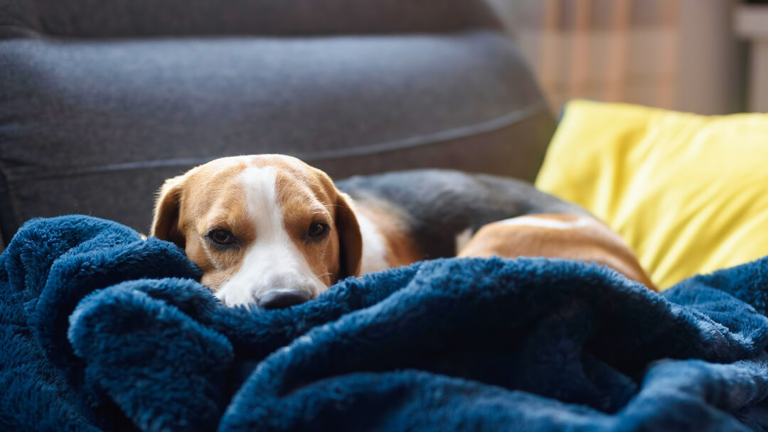 Dog wrapped in blankets