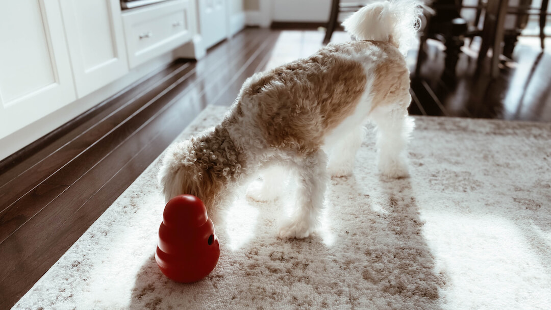 DIY Indoor Enrichment Games For Dogs