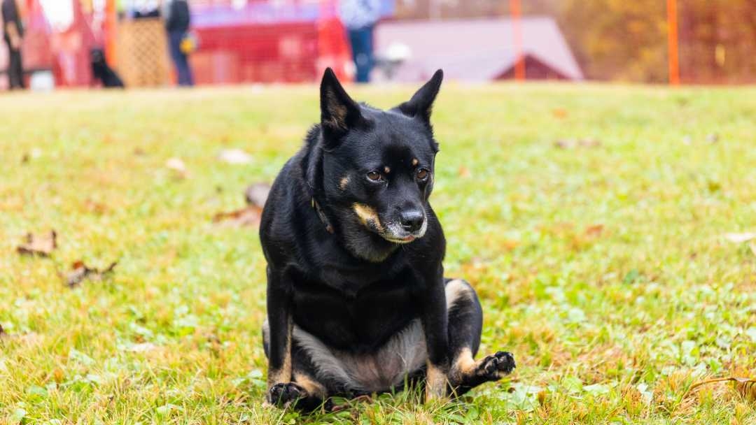 Black dog scooting on grass