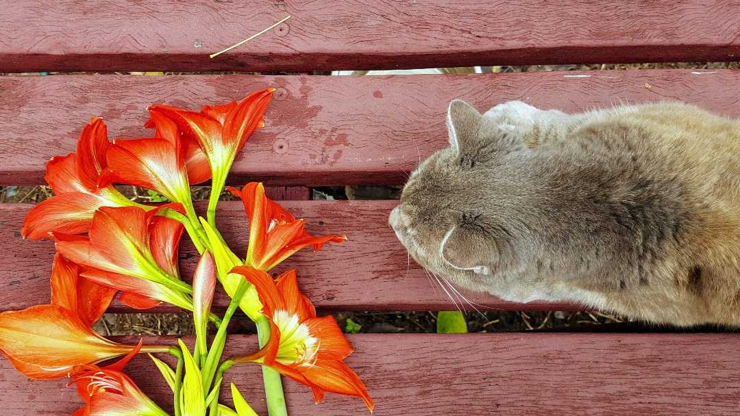Cat sitting table with flowers