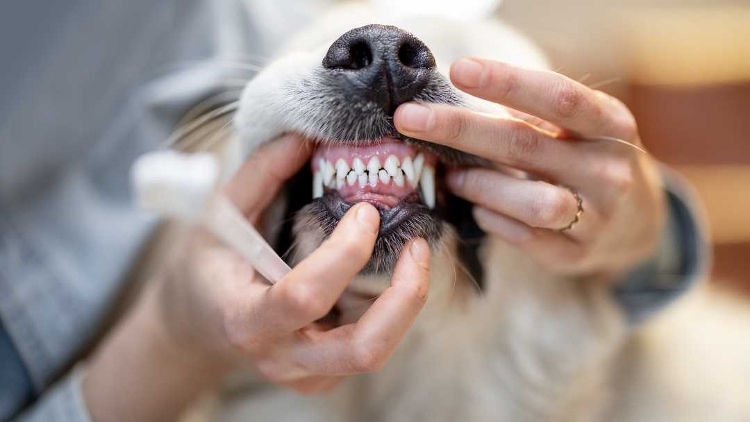 Dog getting teeth brushed