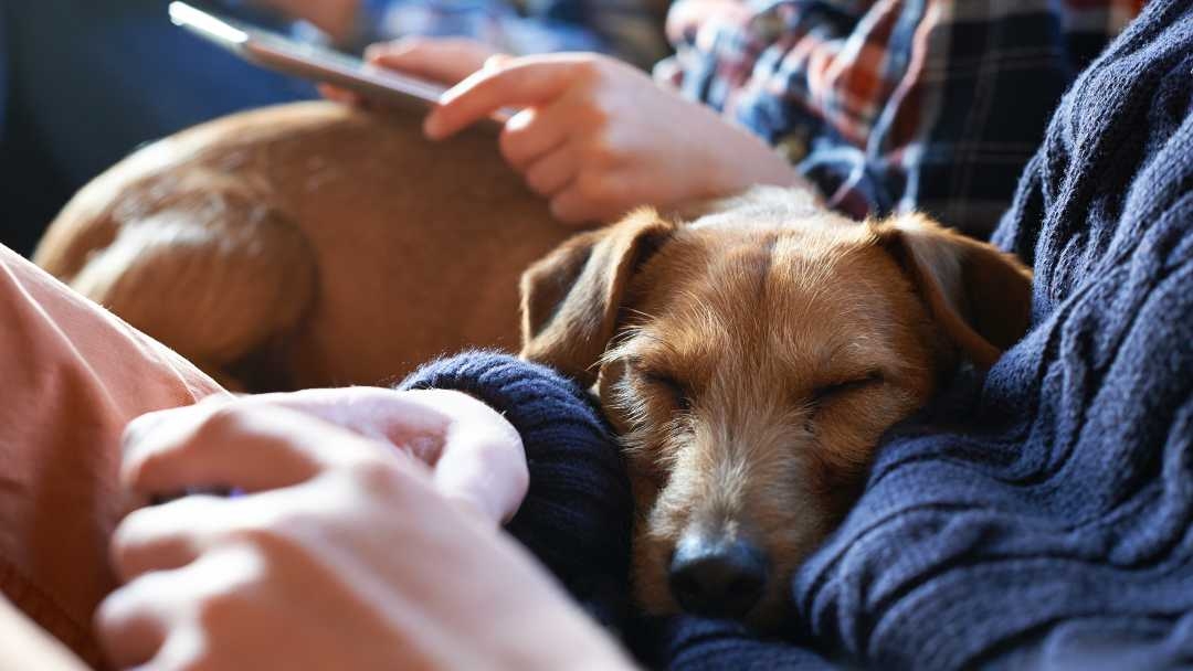 Dog sleeping on persons arm