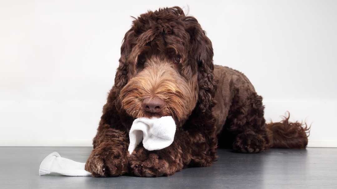 Dog holding a sock in its mouth 