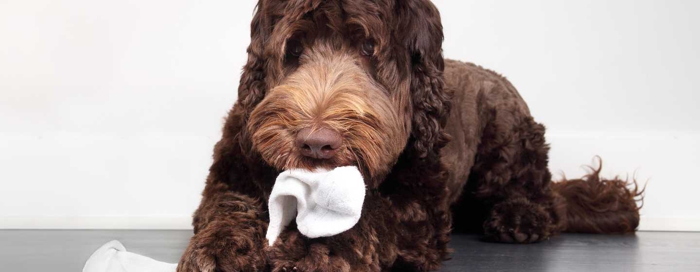 Dog with a sock in its mouth