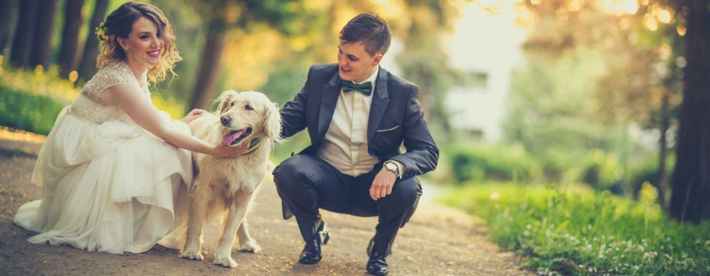 Wedding day couple and their dog