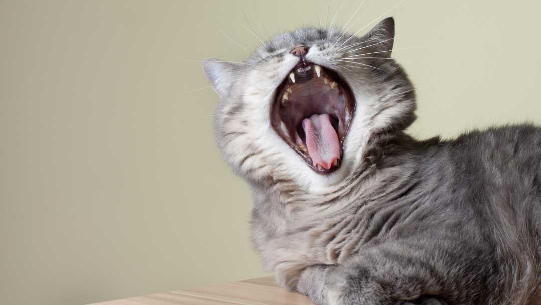 Grey cat with mouth open