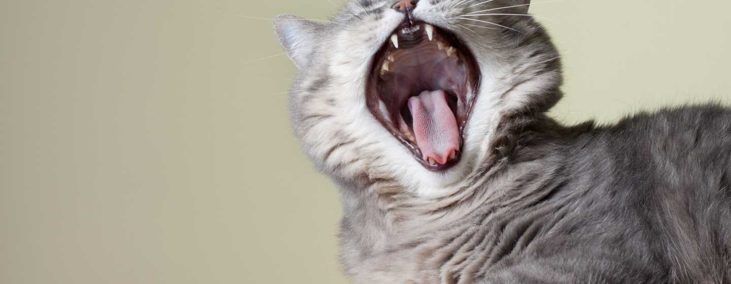 How Many Teeth Do Cats Have? Revealed! | Purina