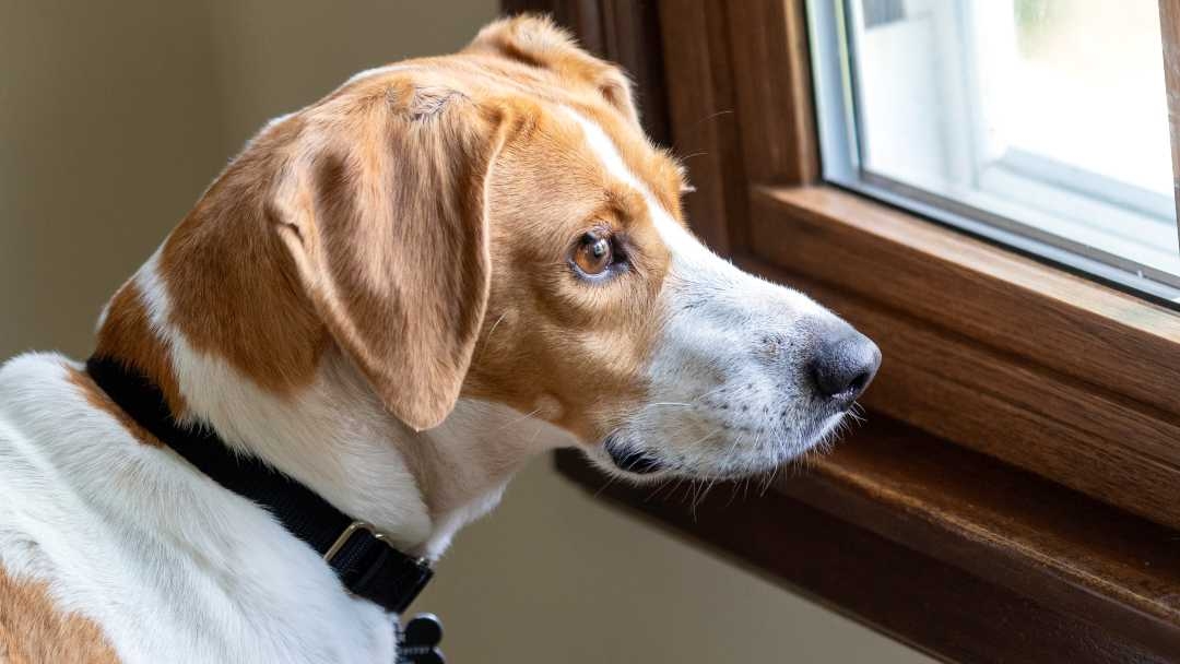 Dog waiting by a window 