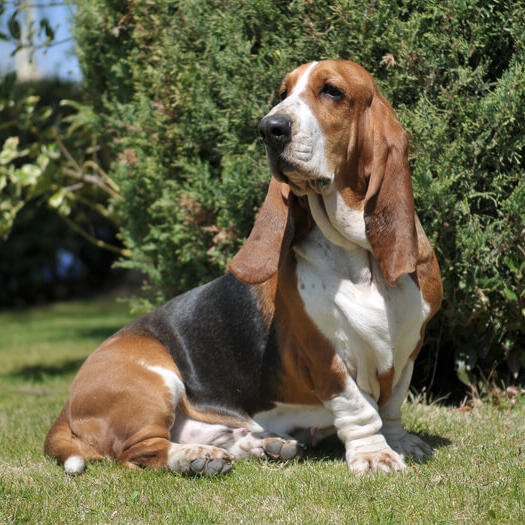 Hound Puppy Basset Hound Top 10 Lazy Dog Breeds Basset Hound Dog