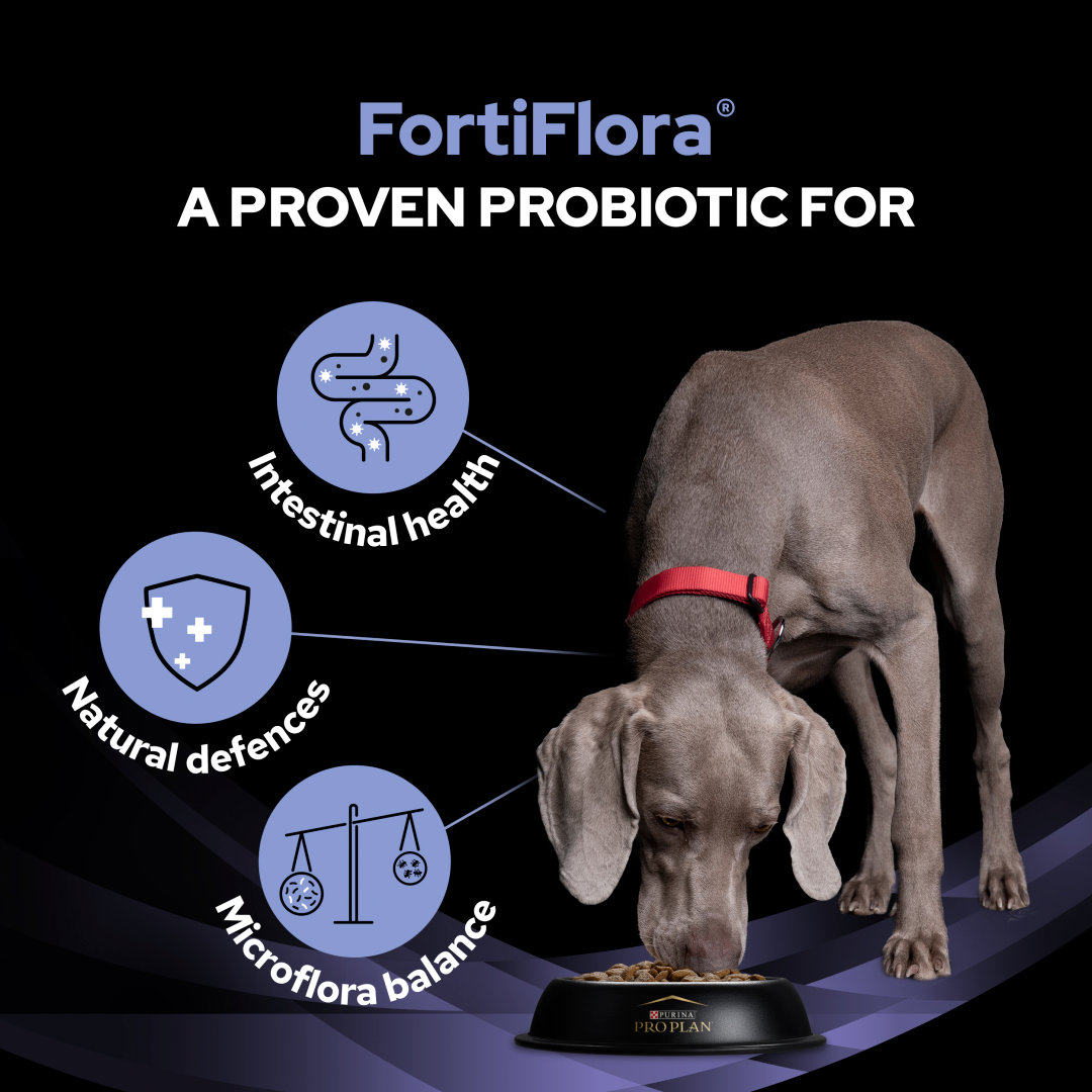 Fortiflora canine probiotic complement outlet