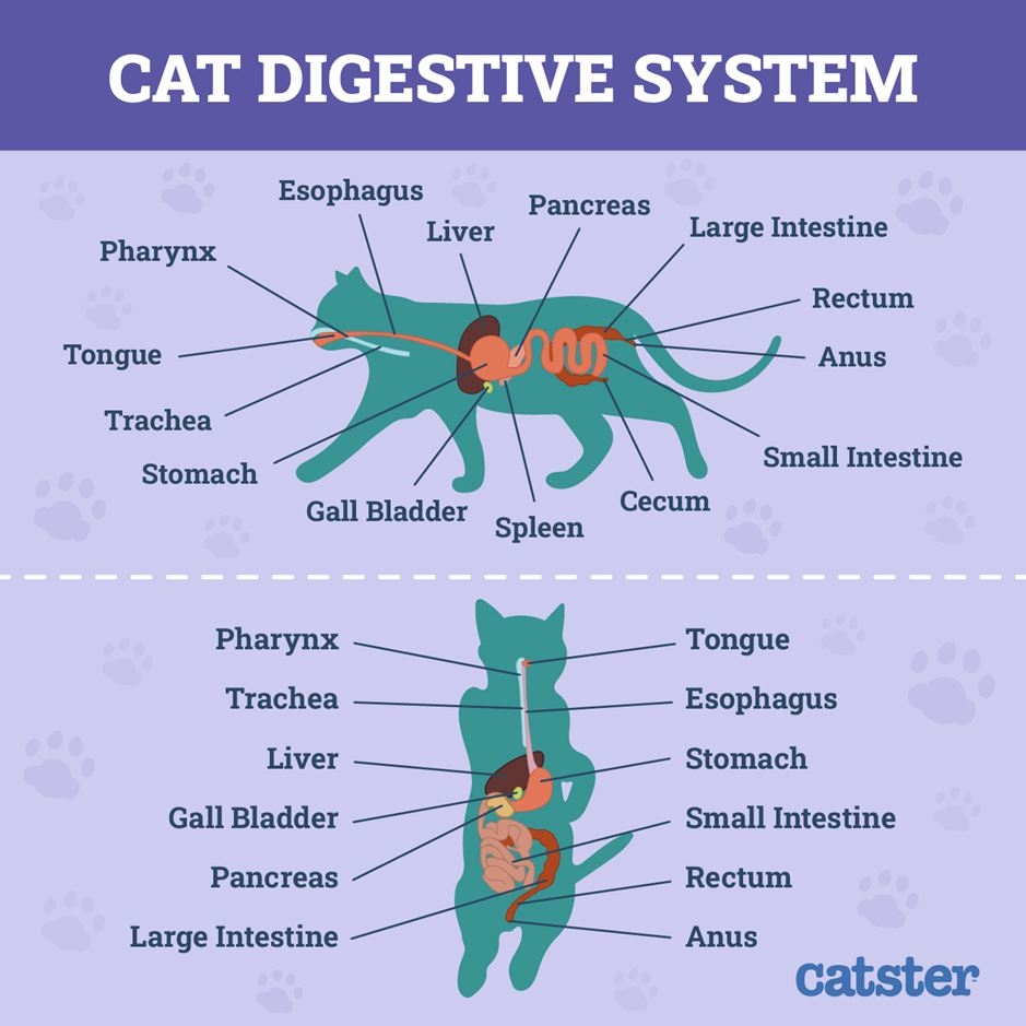 Cat Digestive System