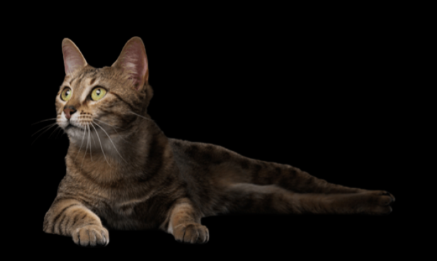 cat
