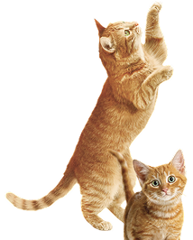 go-cat