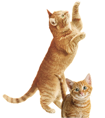 go-cat