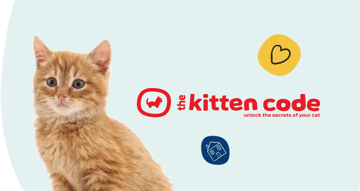 Kitten Code Cat